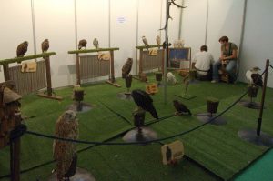 stand aves rapaces