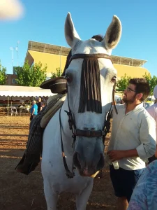 caballo visto de frente
