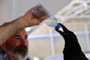 hombre dando agua a un cuervo